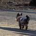 Ein Hundeoverall mit Pelzbesatz, was es nicht alles gibt