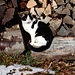 ... bevor wir - an der aufmerksamen Hauskatze vorbei - zum benachbarten Ökonomiegebäude marschieren, dort unseren Imbiss verzehren ...