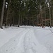 dieser Steig hat gerade im dichten Wald wenig Markierungen, die bei starkem Schneefall auch mal mit Schnee verdeckt sind!