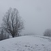 die beiden mächtigen Einzelbäume auf der Hornbachegg kommen auch im Nebel einigermassen zur Geltung
