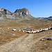 Westlich des Sedlo - Blick über weidende Schafe u. a. zur Sedlena greda. Der Sattel selbst, über den die schmale Straße Žabljak - Trsa - Plužine führt, ist ganz links zu erahnen.