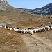 Westlich des Sedlo - Eine Schafherde weidet in der frühherbstlichen Berglandschaft.
