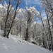 Salendo al Val de' Corni. I rami sono ancora carichi di neve.