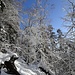 nun auf dem tief verschneiten Wanderweg - herrliches Winterwandern 1
