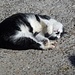 Hüttenkatze, die mit der Wirtin auch Bergtouren unternimmt
