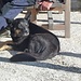der Schäferhund, gehörte auch zur Hütte, genoss die letzten Sonnenstrahlen