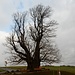 ein majestätischer Baum, die [https://de.wikipedia.org/wiki/Linner_Linde Linner Linde] ...