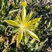 A wonderful find! Giant or Smoothstem Blazingstar (Mentzelia laevicaulis) a beautiful showy wildflower native to western North America