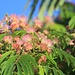 Blooming Mimosa Tree, not native but omnipresent. Escaped from cultivation into the wild.