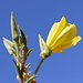 Evening primrose, suncups or sundrops (Oenothera)