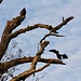 Turkey Vulture and a Cormorant on the same tree!