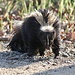 Skunks are usually active at night. Don't know what this fellow did out in the sun.