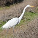 Great White Egret / Heron