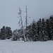 dem Hochnebel entgegen