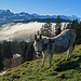 Esel mit schönstem Ausblick zum Alpstein