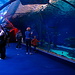 Es gibt auch ein riesiges, begehbares Aquarium mit regelmäßigen Vorführungen, z.B. einer Hai-Fütterung.