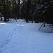 meist hat er aber auch im Wald eine solide Schneedecke