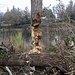 Lots of signs of Beaver activity