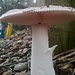 During the wet season you also find a few mushrooms
