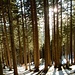 Sonnenstrahlen dringen dekorativ durch den Tannenwald