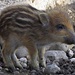 Wie lange noch: ganz frische Frischlinge im Wildpark Landsberg.
Die Wildschweine sollen bei uns massiv abgeschossen werden, weil man Angst vor der Afrikanischen Schweinepest hat. Nicht um die Wildschweine zu retten, sondern die riesigen Schweinemastbetriebe. Ob das wirklich der [http://www.zeit.de/wissen/umwelt/2018-01/afrikanische-schweinepest-wildschweine-jagd-wildtierstiftung-naturschutz-hilmar-freiherr-muenchhausen-abschuss richtige Weg] ist? 
Zitat aus dem verlinkten Artikel:
"Die Afrikanische Schweinepest, die von Osteuropa langsam Richtung Westen vordringt, erfordert es, die Wildschweinbestände zu reduzieren. Das ist aber kein Grund, völlig kopflos Wildschweine zu jagen. Die Tiere sind in dieser Situation eher Opfer als Täter. Maßgeblicher Überträger der Afrikanischen Schweinepest ist der Mensch, der das Virus über Lebensmittel oder kontaminierte Fahrzeuge verschleppt."
/ Una visita dai cinghiali nel parco a Landsberg
Cinghialetto ancora molto piccolo. In Germania si aspetta l`abbattimento rigido dei cinghiali. Vogliono salvare le grandi fattorie di maiali dalla peste suina africana. Ma non per tutti questa è la soluzione giusta. 