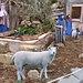 Eine Krippe direkt vor dem Dom von Cefalù. Die Schafe wirken auf dem Bild einigermassen plastisch, es sind aber stichgesägte Bretterschafe. 
