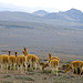 Im Nationalpark tummeln sich die Vicuñas