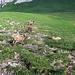 Weitere Jungtiere der Steinbockkolonie.