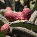 Früchte der Feigenkaktusart Oputia tomentosa. Sie sind im Süden Teneriffas überall am Strassenrand zu sehen und die Früchte sind lecker. Fotografiert habe ich den Kaktus oberhalb San Miguel de Abona. Die Herkunft der Art ist Mexiko und Guatemala.