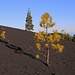 Volcán Chinyero: Nordseitig errobern wenige Kanarische Kiefern (Pinus canariensis) sich das vom Ausbruch des Vulkans mit Lavakies bedeckte Land langsam zurück.