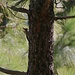 Buntspecht (Dendrocopos major) im Wald auf dem Montaña de los Tomillos.