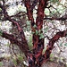 Die Rinde der Bäume auf 4500m sieht aus wie roter Blätterteig