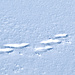 Spuren im Schnee. Sie stammen wohl vom Vielfrass (Gulo gulo)