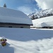 Goldrichtig: Alp Falsch - viel Schnee auf knapp 1500m....