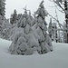 Die letzten Tage sind ca..35 bis 40 cm Neuschnee gefallen