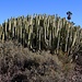 Kanaren-Wolfsmilch (Euphorbia canariensis).

Die sukkulente Pflanze ist endemisch auf den Kanarischen Inseln. Der latexähnliche Milchsaft der Pflanze ist giftig.