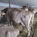 L’ordinata e pulita stalla dell’allevatore che abbiamo incontrato al ritorno a Roncapiano (presenti 8 mucche e due vitelli). 