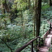 Doi Inthanon Park - Kew Mae Pan Nature Trail