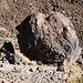 Teide-Ei (Huevo del Teide).<br /><br />Diese grossen vulkanischen Bomben sind an den unteren Osthängen des Teides und nördlich der Montaña Blanca zahlreich zu sehen.