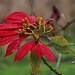 Der in Mitteleuropa als Zimmerpfanze bekannte Weihnachtsstern (Euphorbia pulcherrima) wächt im Norden Teneriffas frei und bildet grosse Sträucher. Ursprünglich stammt die Pflanze aus Mittel- und Südamerika.
