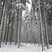 Der Wald im Schwarzwald