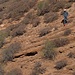 David im Abstieg über die Westseite von Montaña de Chimbesque. Man musste stets aufpassen um nicht auf den kleinen Steinchen auszurutschen wenn sie auf den Felsplatten lagen.
