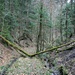 das anschliessende Forststrässchen ist wohl auch seit längerem nicht mehr benutzt worden: der schon lange liegende, umgestürzte Baum spricht eine eindeutige Sprache