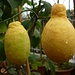 Trotz der kalten Ostertage hat Sputnik's Balkon schon mediterranes Klima und die Zitronen werden reif ...