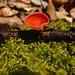 Scharlachroter Kelchbecherling (Sarcoscypha coccinea). Die Art gilt als selten und ist essbar, jedoch wenig schmackhaft. Er wächst auf abgestorbenem Holz.
