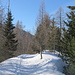  Alpe Vercoset - La traccia nel bosco.