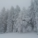 viel Schnee auf den Bäumen