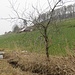 am schilfbestandenen Seitenbach des Mannshusbaches nahe Acherweid