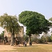 dies soll anscheinend der grösste Mangobaum Thailands sein