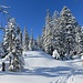 herrliches Winter-Ski|Schneeschuh-Wandern im waldigen Abschnitt
